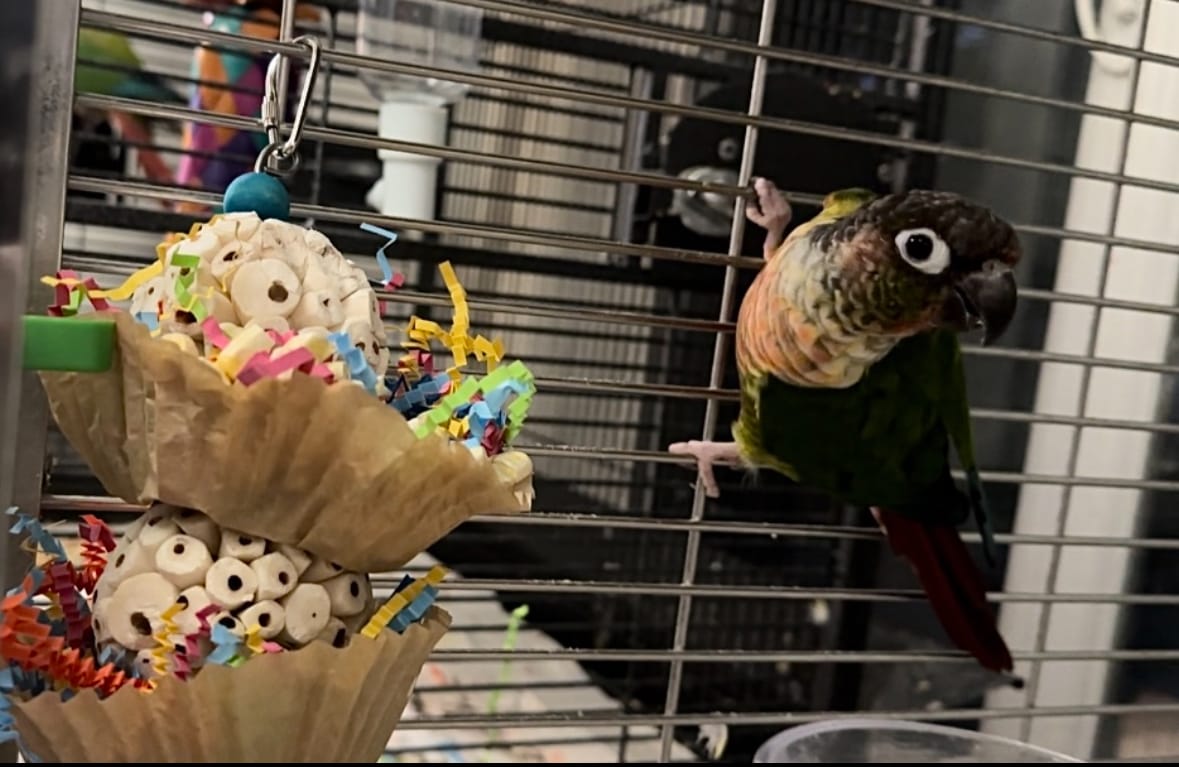Triple Scoop Bird Toy – Foraging & Chew Toy for Parrots Cockatiels & Conures