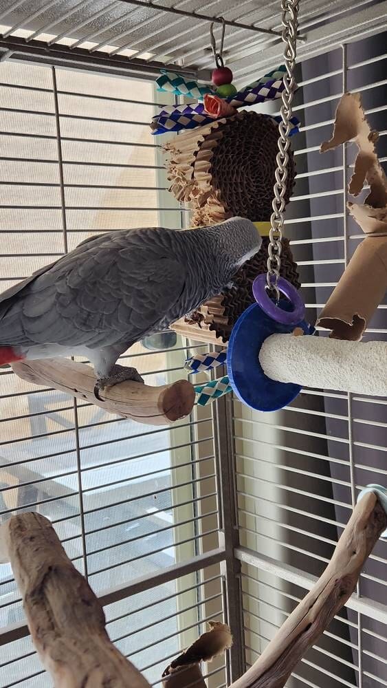 Mega Rolls Thrills Bird Toys
