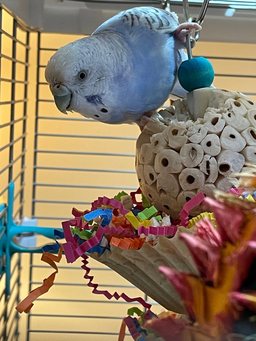 Triple Scoop Bird Toy – Foraging & Chew Toy for Parrots Cockatiels & Conures