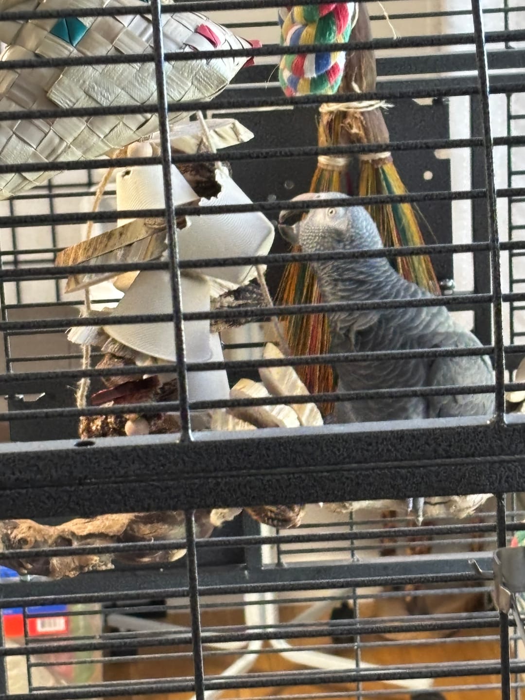 Mega Rolls Thrills Bird Toys