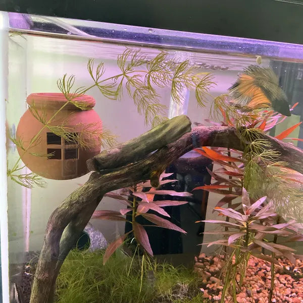 Floating Betta House Aquarium Floating Betta Hideout Floating House For Betta Aquarium Betta Hammock For Relax & Explore